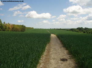 The North Downs Way passes through a field