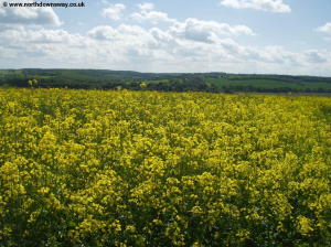Yellow fields on the North Downs Way