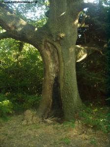 The partly hollow Oak