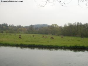 The River Wey near Guildford