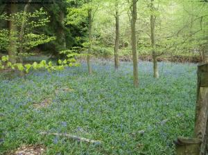 Bluebells in the Woods