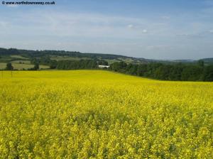 Yellow field near Otford