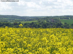 Yellow fields on the North Downs Way