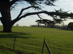 Near Eastwell Lake