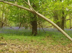 Bluebells.