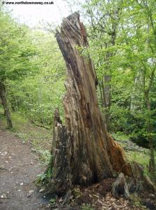 A rotting tree in the woods.