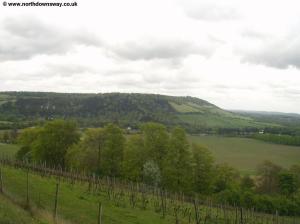 Boxhill from the Vineyard