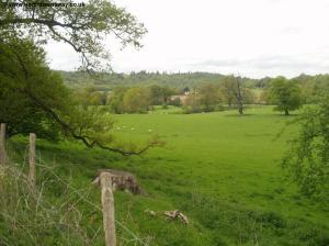 Foxbury Shaw, near Westhumble