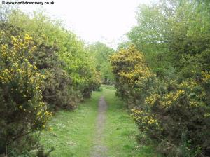 Gorse on the path near Gomshall