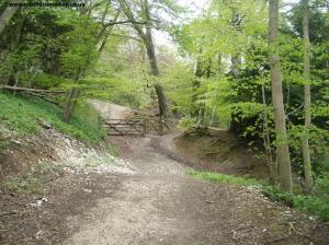 The North Downs Way in the woodland