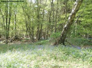 Bluebells