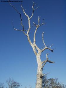 A dead tree