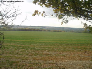 View over the downs