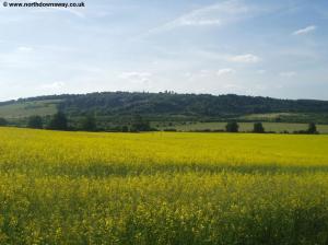 Yellow field near Otford