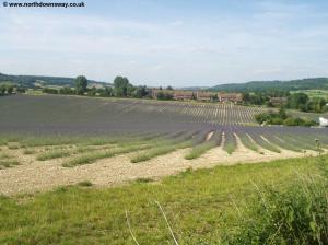 The houses of Otford from the North Downs Way