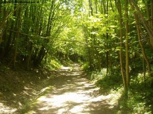 The path through the trees