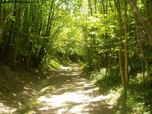 The path through the trees