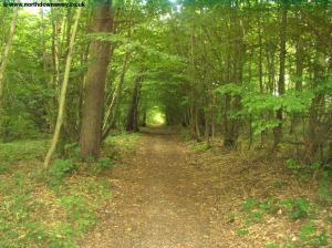 The path through the woods