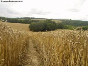 The North Downs Way near Upper Bush