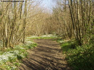 Howfield Wood