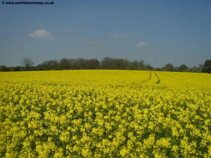 Yellow field