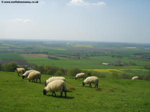 View from near Wye Crown